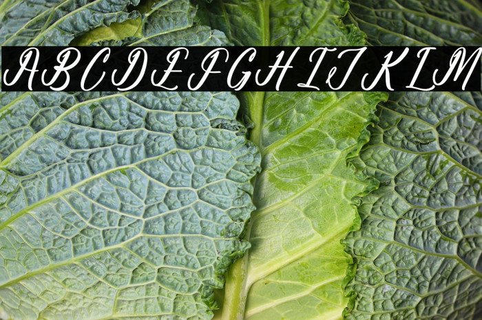 Antholia Riechgan DEMO VERSION Example 3