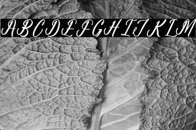 Antholia Riechgan DEMO VERSION Polices examples