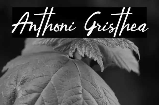 Anthoni Gristhea Font examples