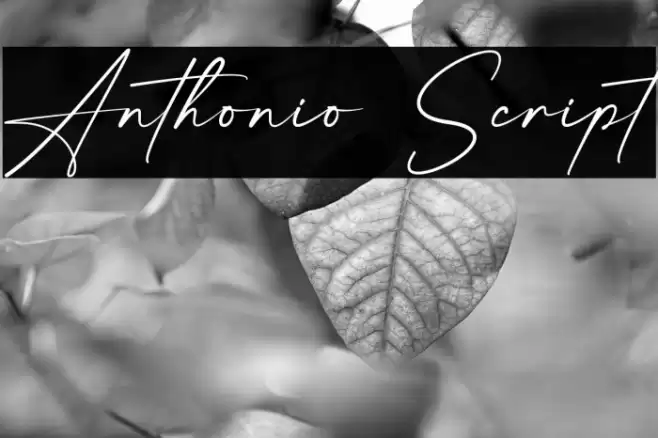 Anthonio Script Font examples