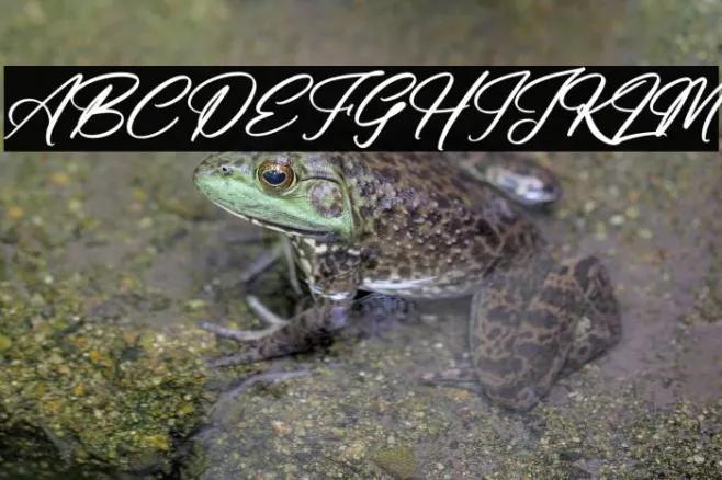 Anthony Hunter Italic Example 2