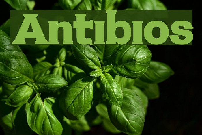 Antibios Font examples