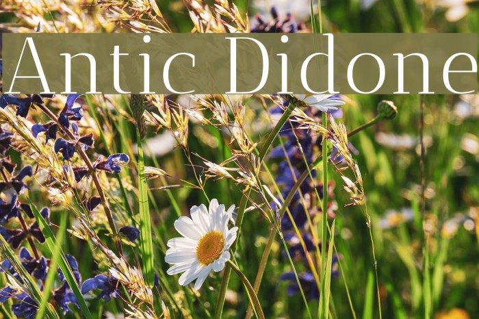 Antic Didone Font examples