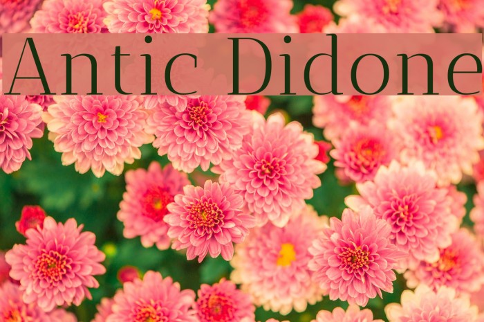 Antic Didone Font examples