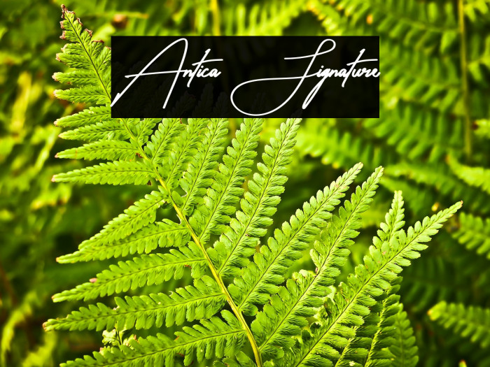 Antica Signature Example 1