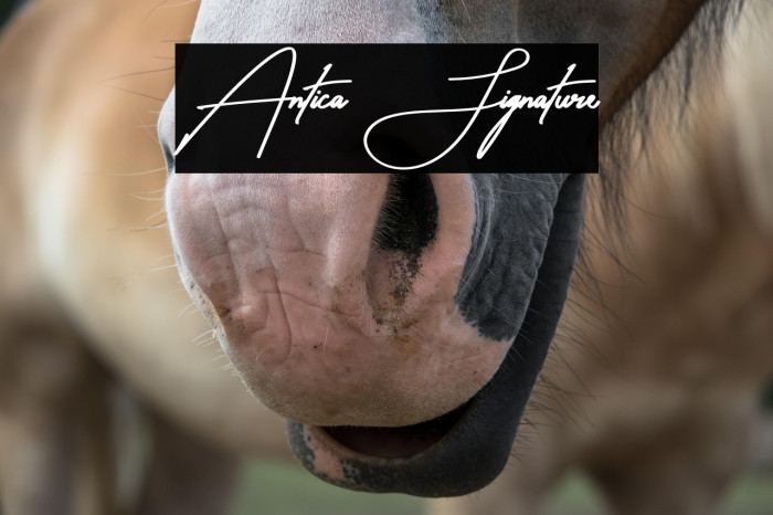 Antica Signature Example 2