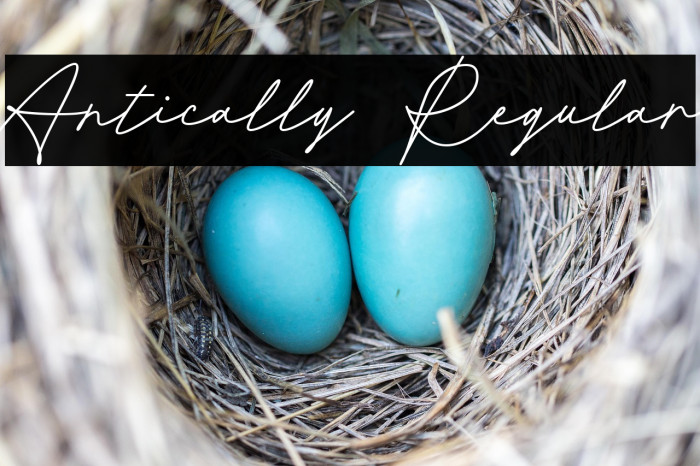 Antically Regular Example 3