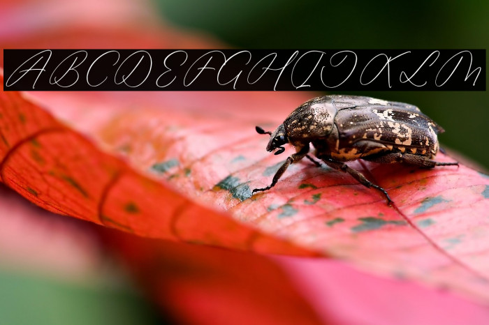 Anticka Whitnes Example 2