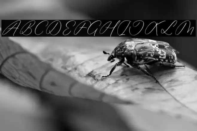 Anticka Whitnes Caratteri examples