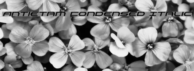 Antietam Condensed Italic Font examples