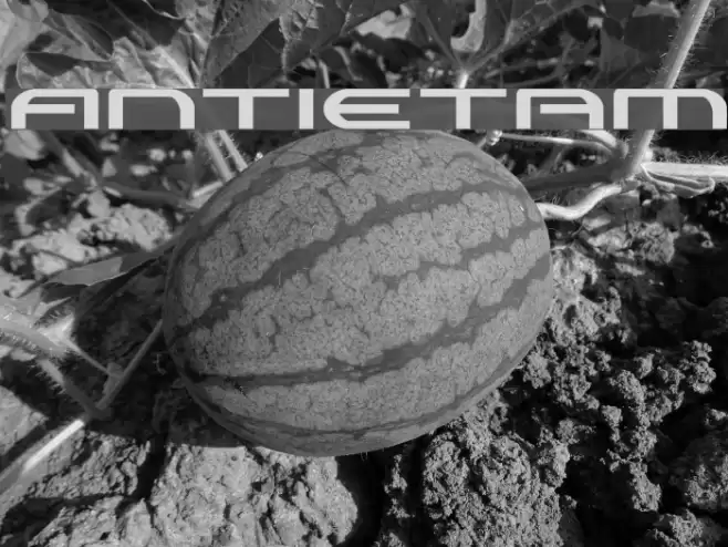 Antietam Font examples