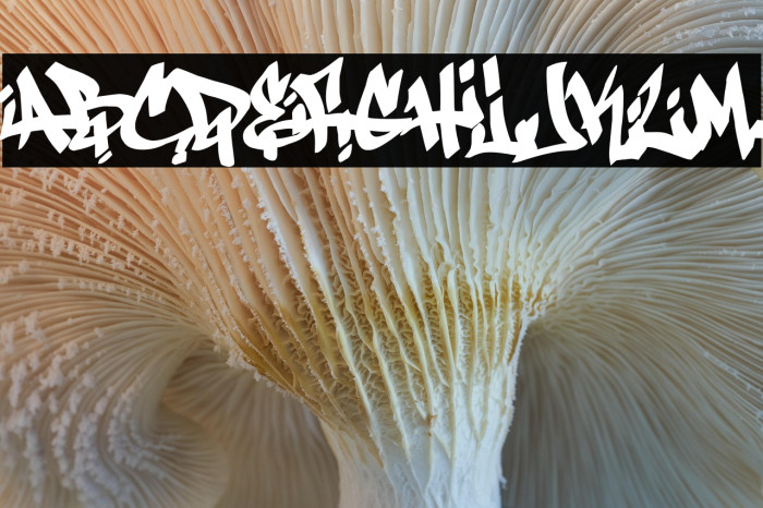 Antifont DEMO Example 3