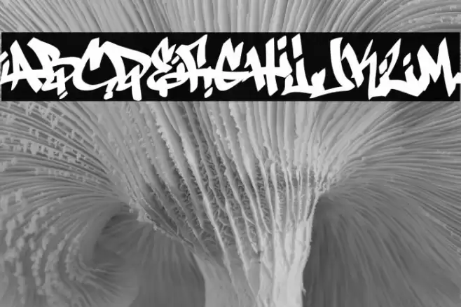 Antifont DEMO Font examples