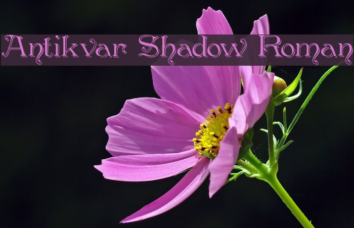 Antikvar Shadow Roman Font examples