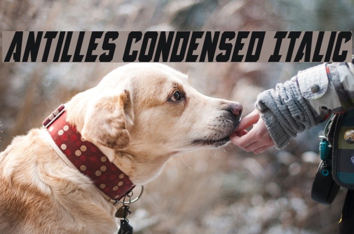 Antilles Condensed Italic Example 1