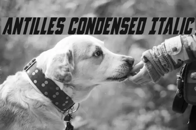Antilles Condensed Italic Font examples