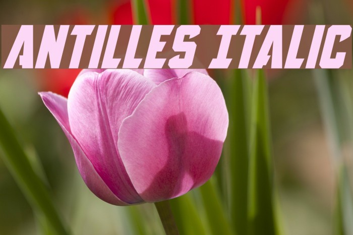 Antilles Italic Fuentes examples