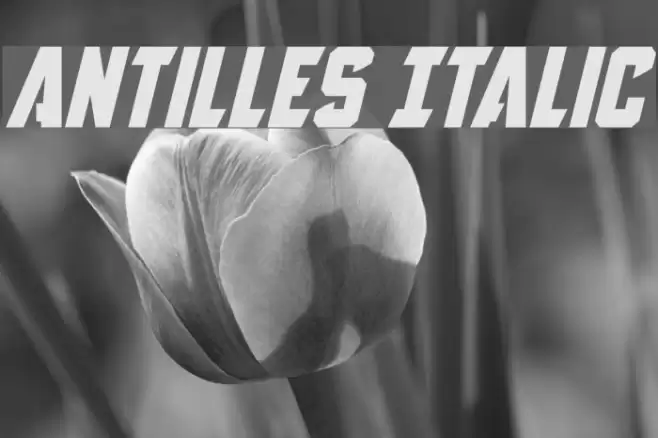 Antilles Italic Font examples