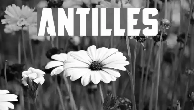 Antilles Font examples