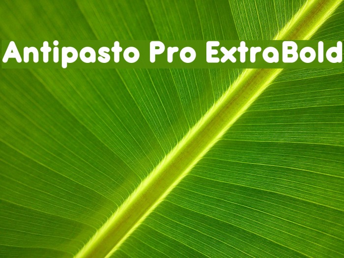 Antipasto Pro ExtraBold Font examples