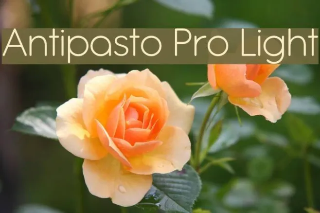 Antipasto Pro Light Example 1