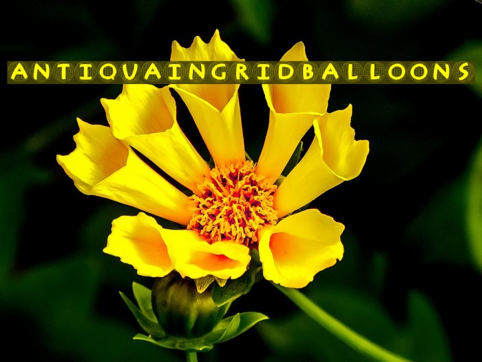 AntiquaInGridBalloons Font examples