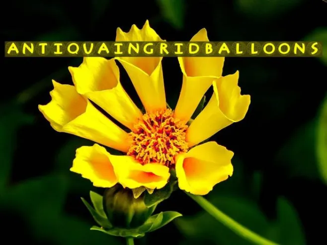 AntiquaInGridBalloons Example 1