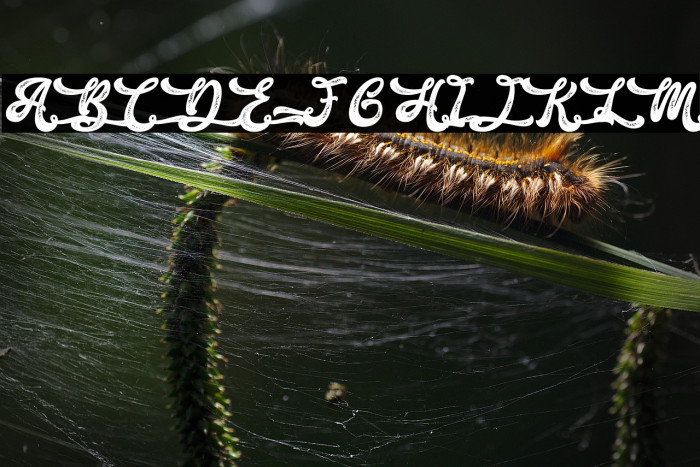 Antique Cherry - Personal Use Example 3