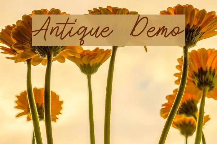 Antique Demo Font examples