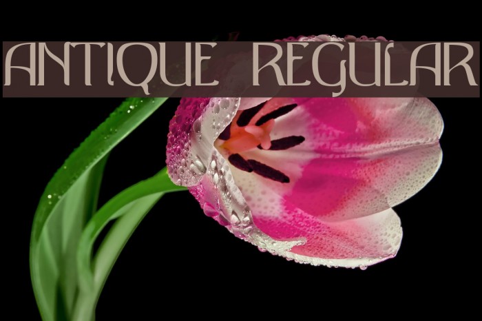 Antique Regular Font examples