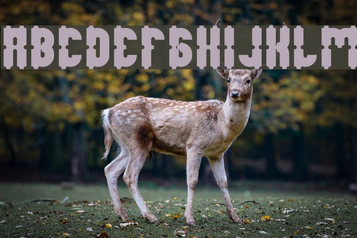 Antique Retro Bold Example 1