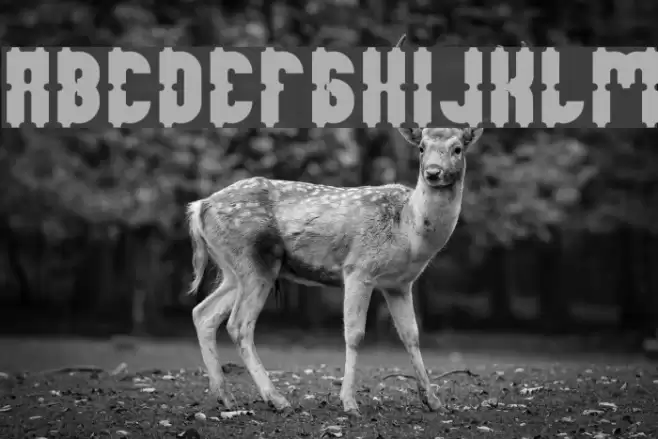 Antique Retro Bold Font examples