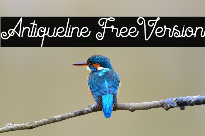Antiqueline FreeVersion Example 3