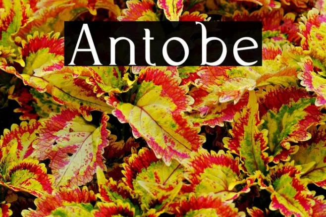Antobe Example 2