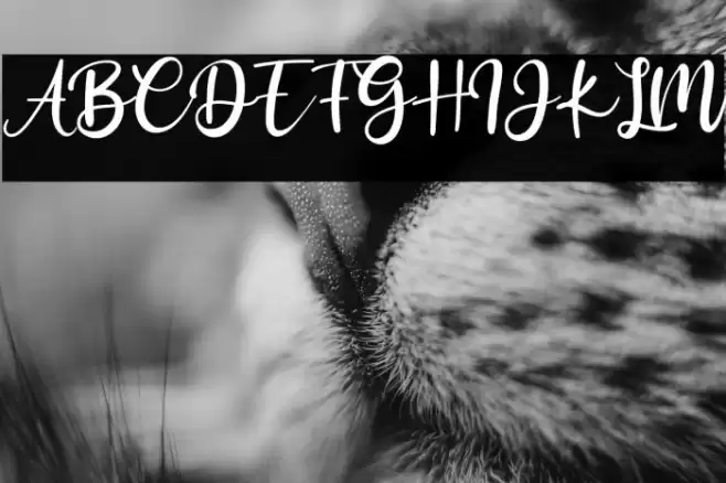 Antoinete Font examples