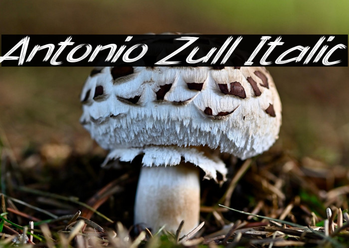 Antonio Zull Italic Example 1