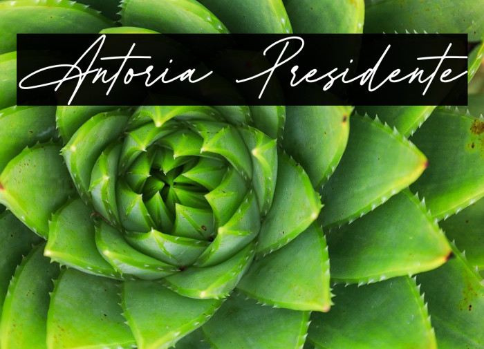 Antoria Presidente Example 1