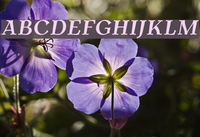 AntykwaTorunska-BoldItalic फ़ॉन्ट examples