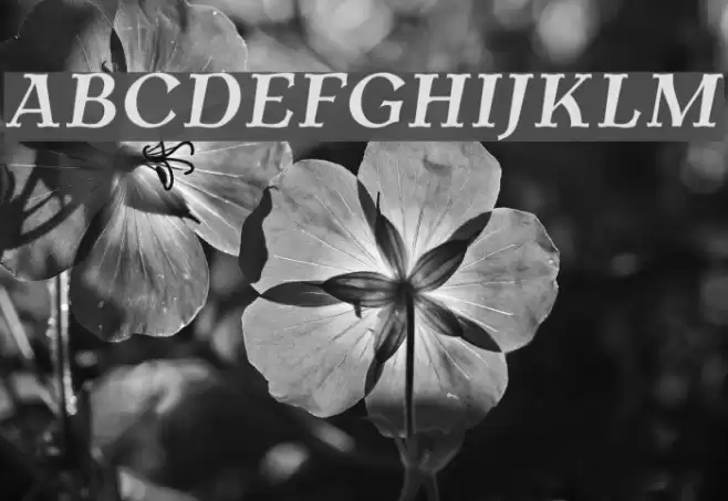 AntykwaTorunska-BoldItalic Font examples