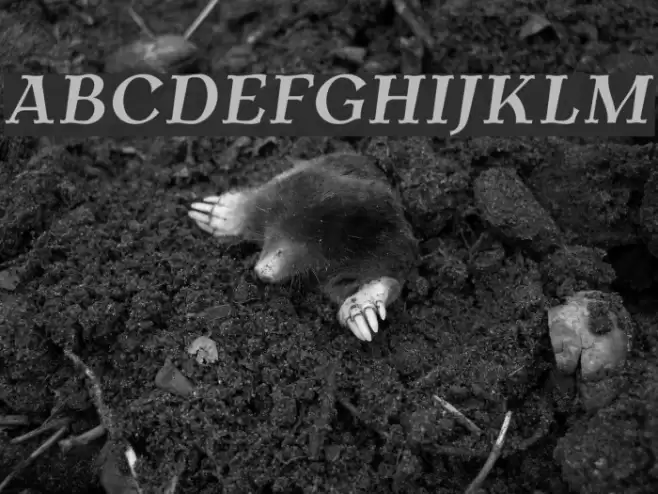 AntykwaTorunska-BoldItalic Font examples