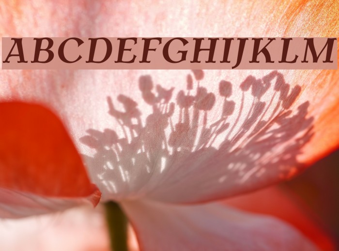 AntykwaTorunska-BoldItalic फ़ॉन्ट examples