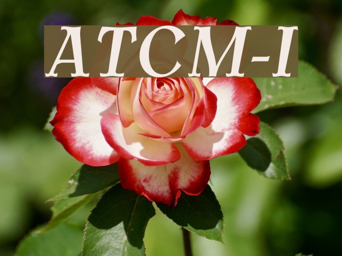 AntykwaTorunskaCondMed-Italic フォント examples