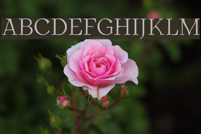 AntykwaTorunskaLight-Regular Шрифта examples