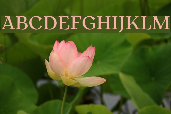 AntykwaTorunskaMed-Regular Font examples