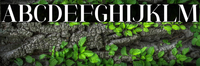 AnyaTamy-Regular Example 2