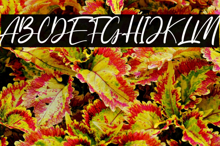 Anyer Beach Example 2