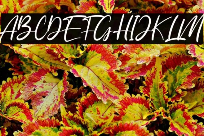 Anyer Beach Example 2