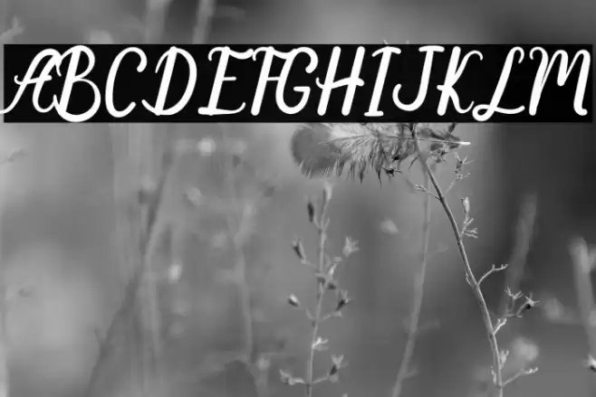 Anyone Fonte examples