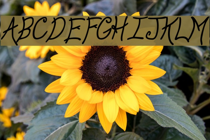 Anyway BoldItalic Font examples