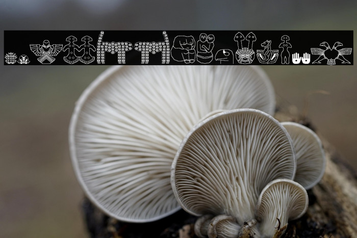 anadolu Regular Example 2